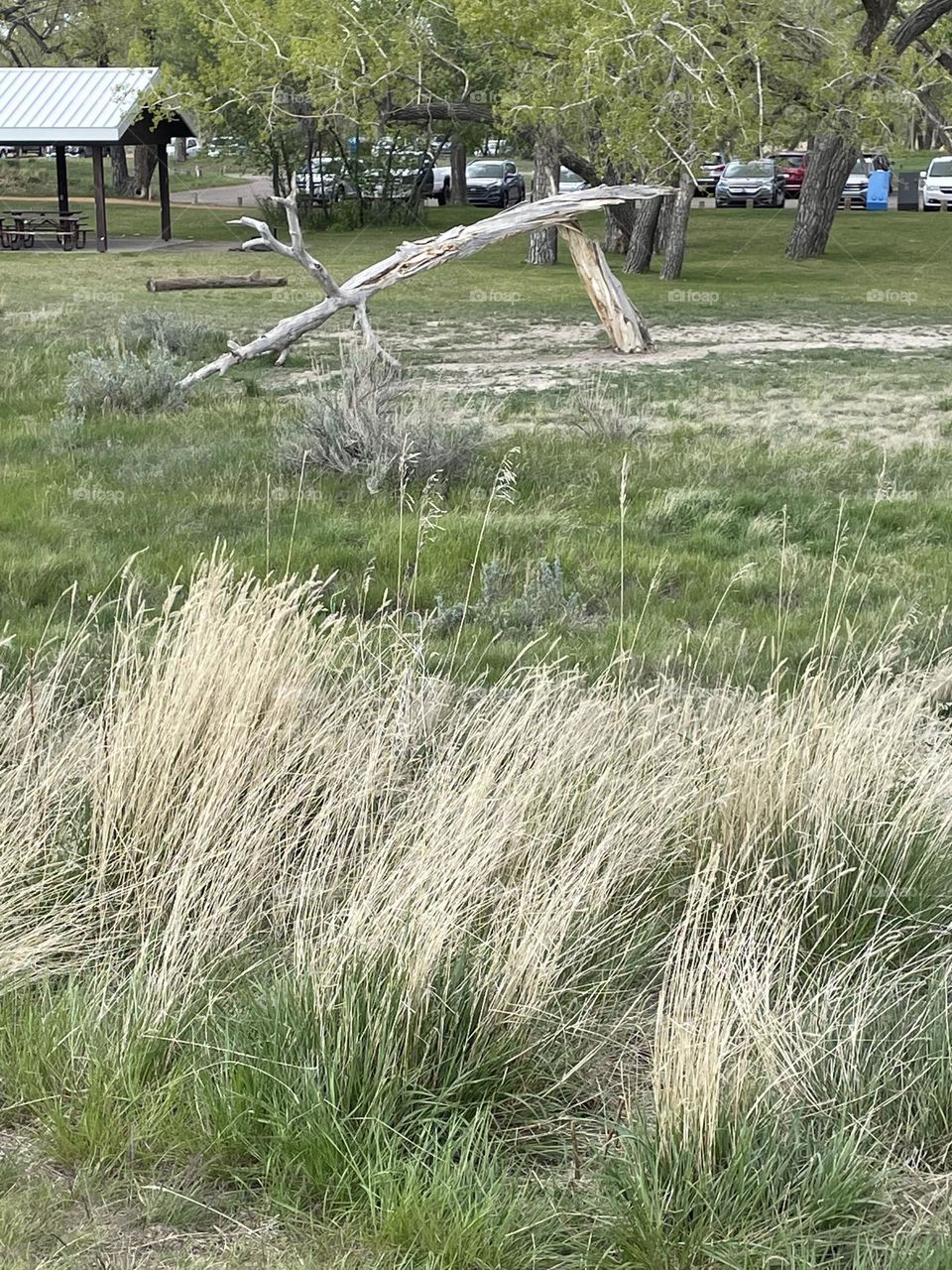 Wild grasses blow gently in the wind down at this park in Medicine Hat, Alberta, Canada 