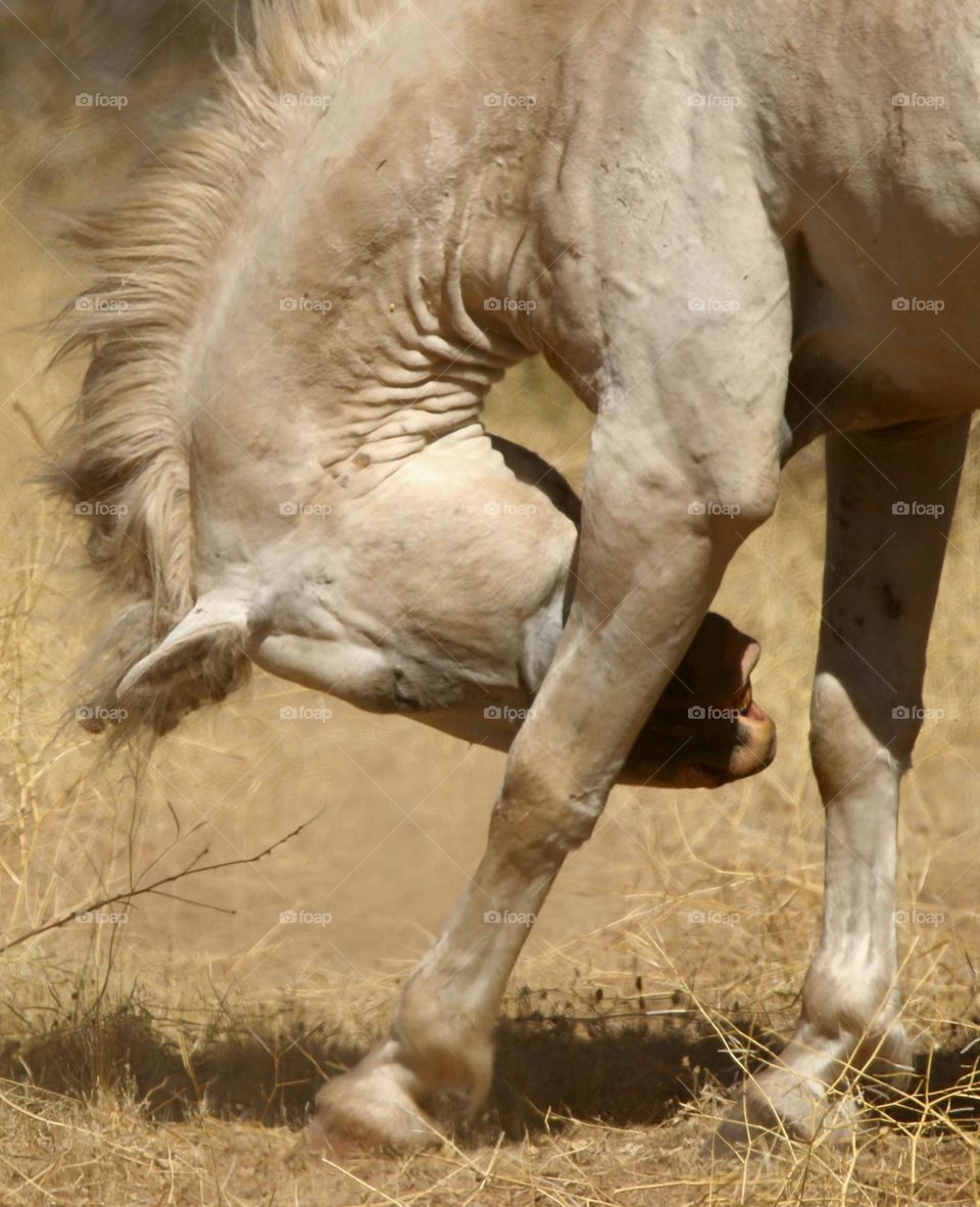 Wild Horse Bowing Its Head