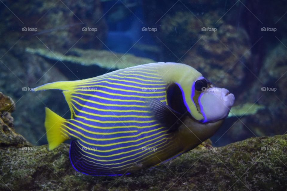 Aquarium. Fish