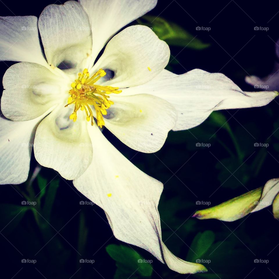 White Night Flower