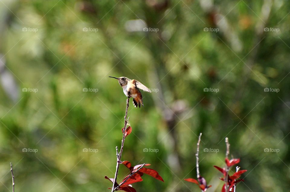 Hummingbird on the tree