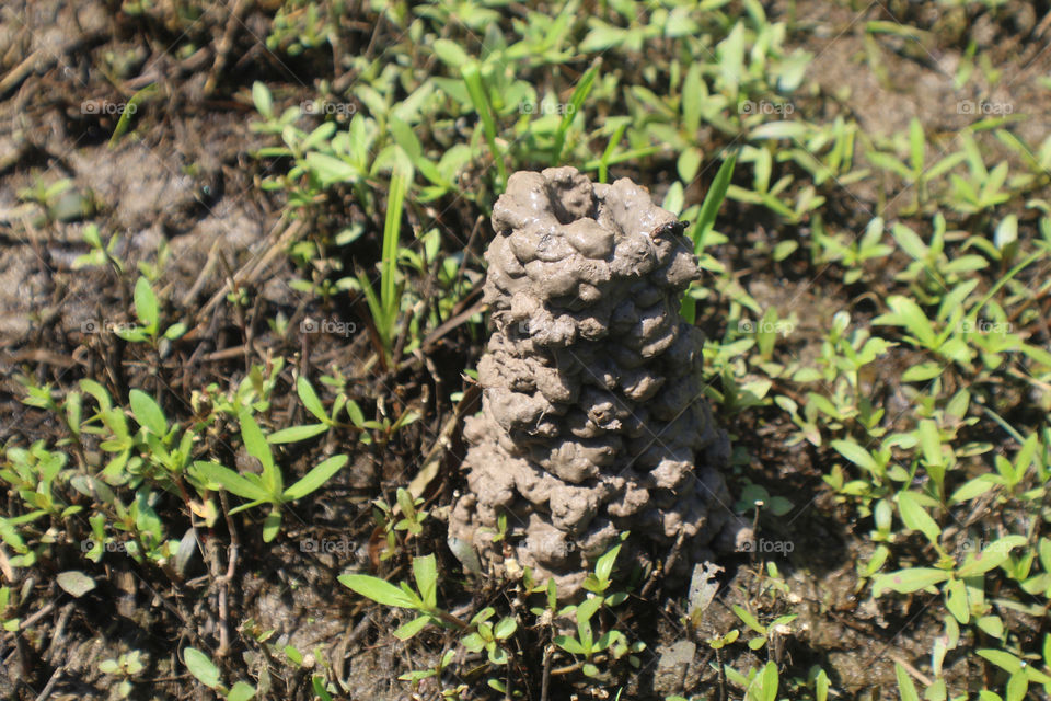 Mud bugs 