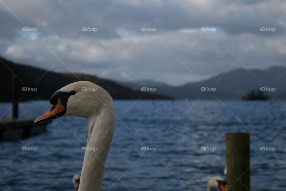 Swan in front of Lake Windermere the Lake District England
