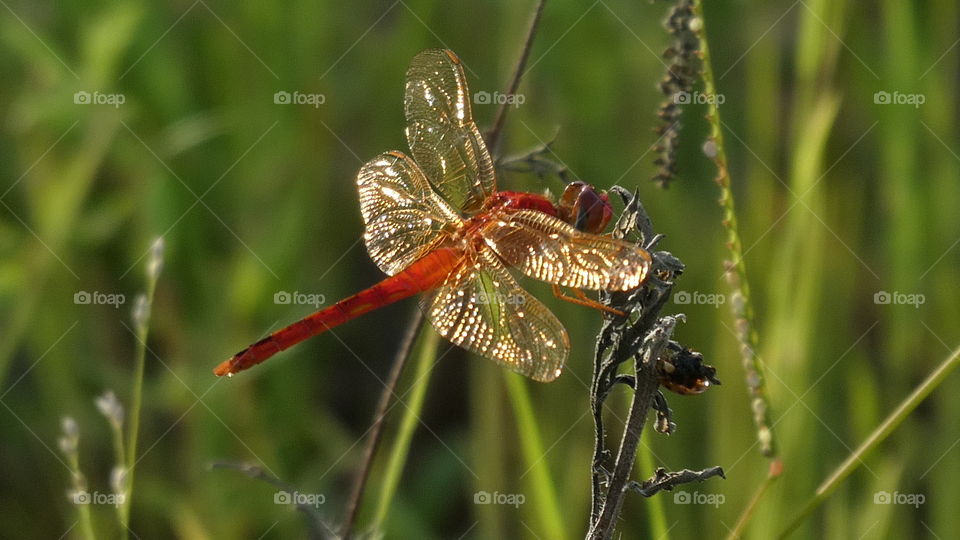 Golden Wings