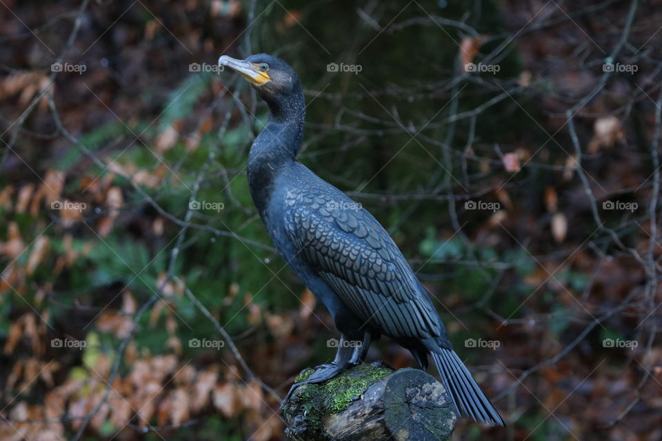 Cormorant 