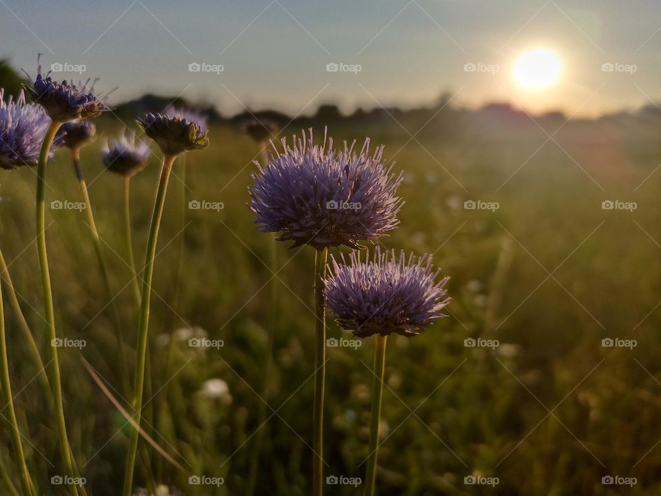 Jasione montana is a low-growing plant in the family Campanulaceae. Commonly sheep's-bit, blue bonnets, blue buttons, blue daisy, iron flower