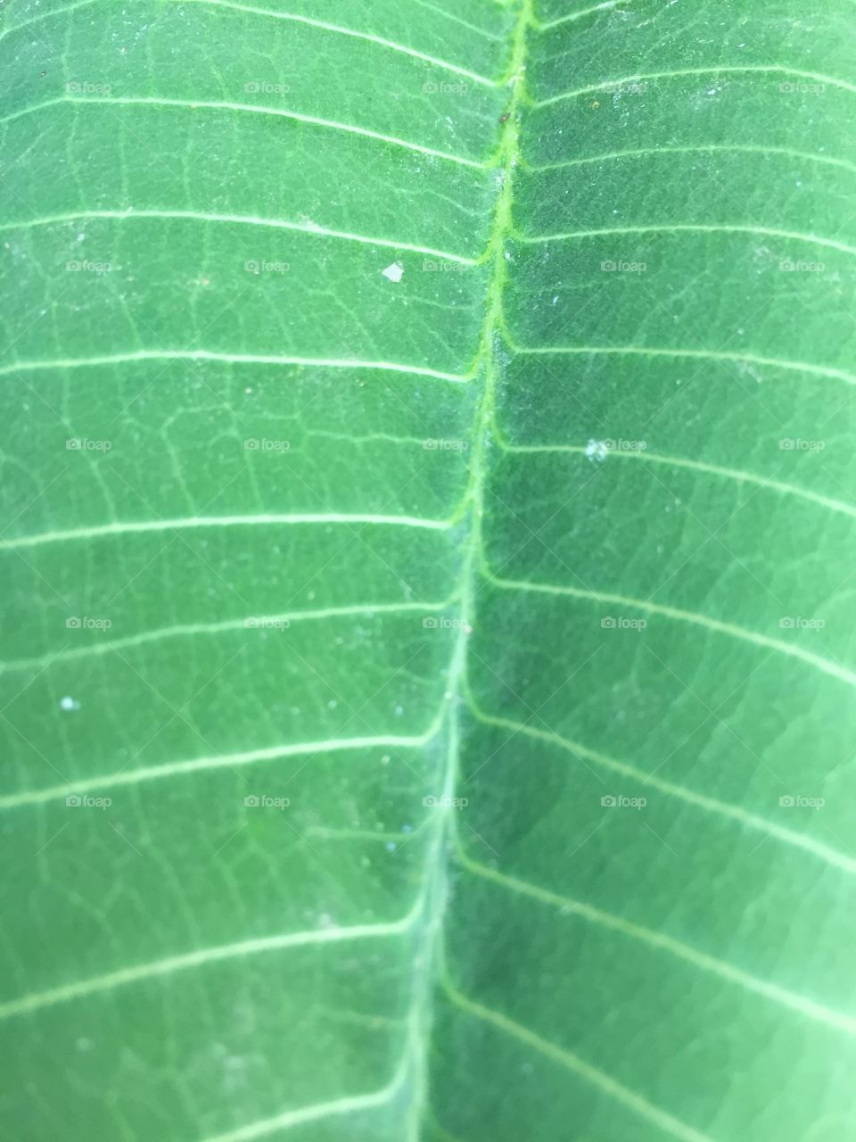 Leaf, Flora, Vein, Growth, Photosynthesis