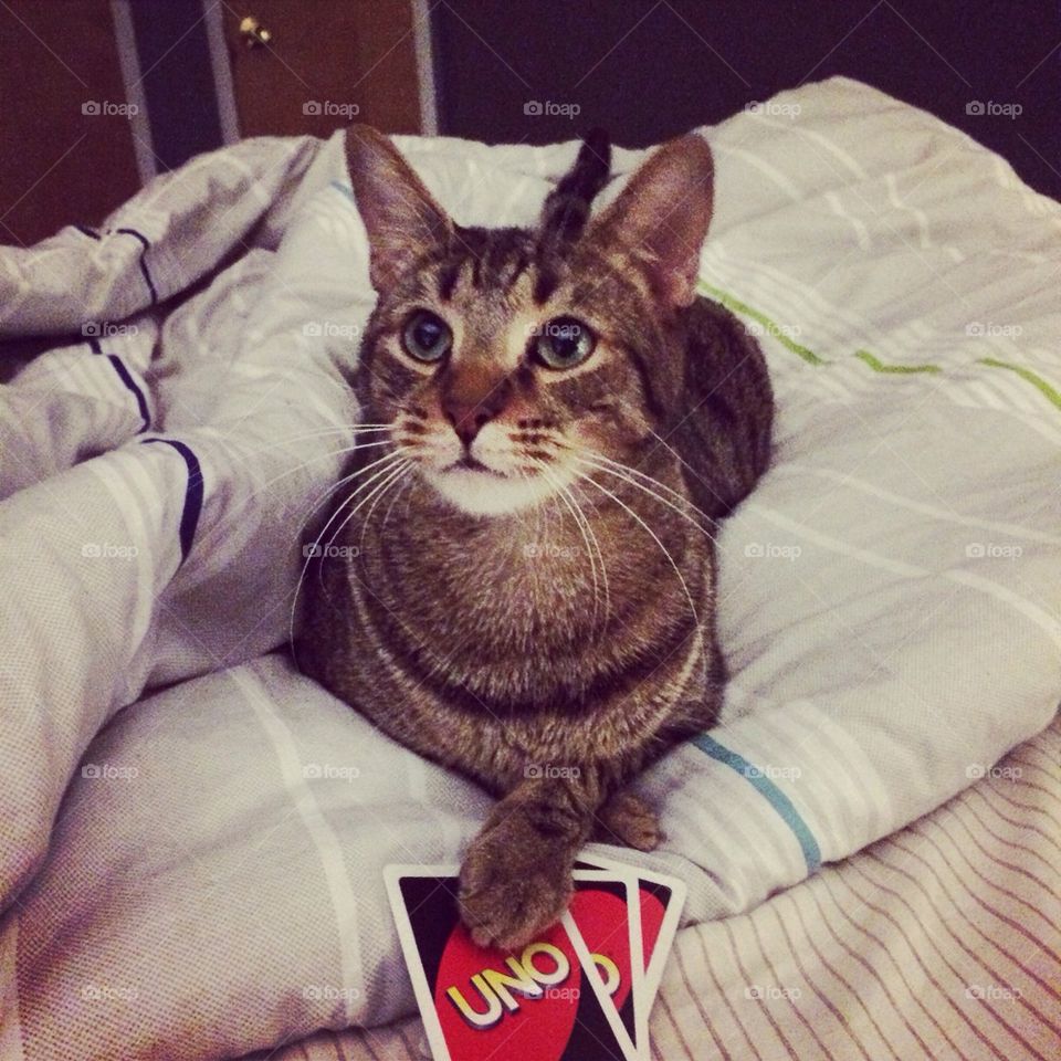 Cat playing UNO