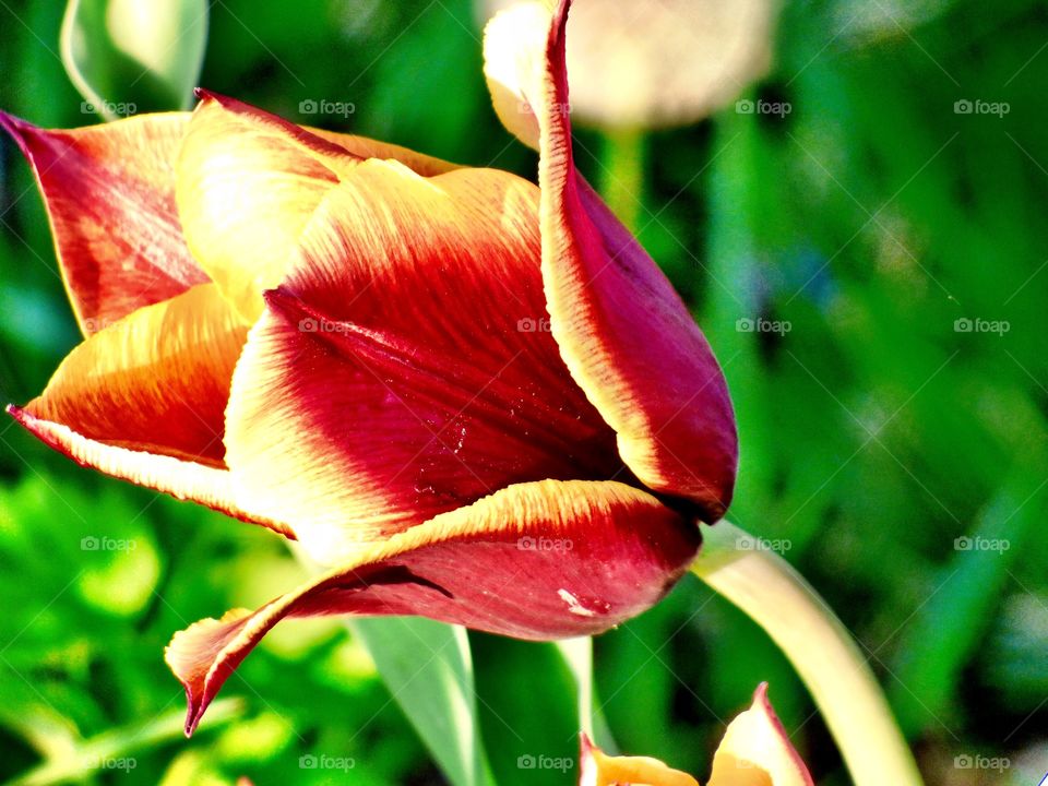 Beautiful Indiana tulip

