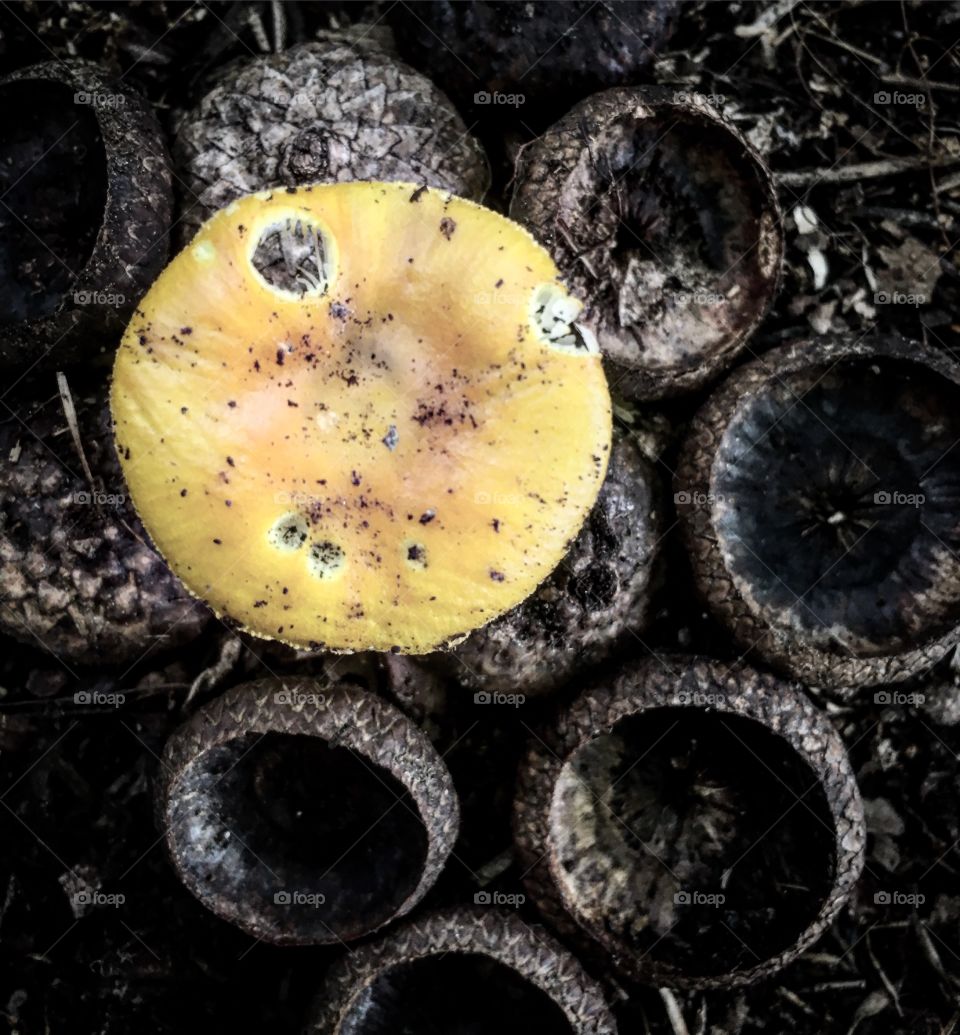 Circle Mushroom