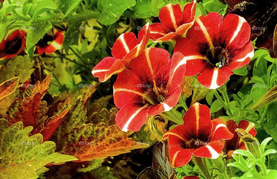 A close up of miniature red and white striped petunias with red and green coleus