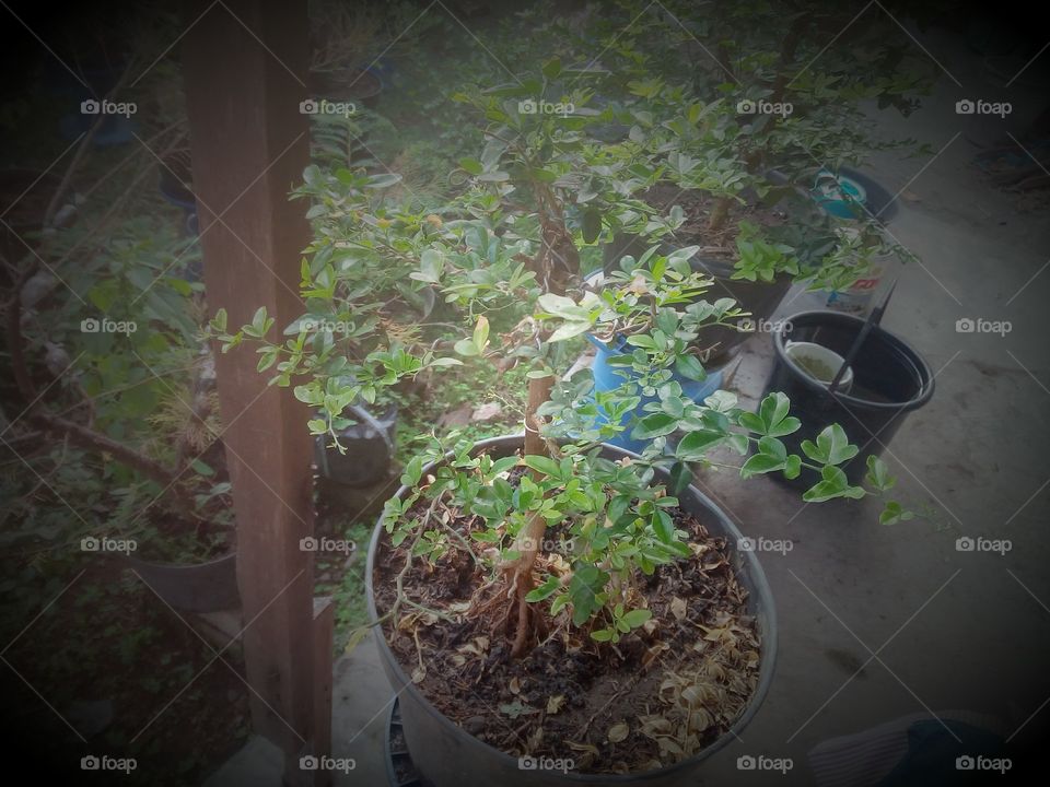 Flora, Leaf, Nature, Pot, Environment