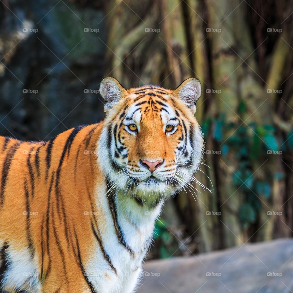 Beautiful picture of a tiger captured in Beijing, during my trip and expedition to find one : fully 1080p HD quality :) 