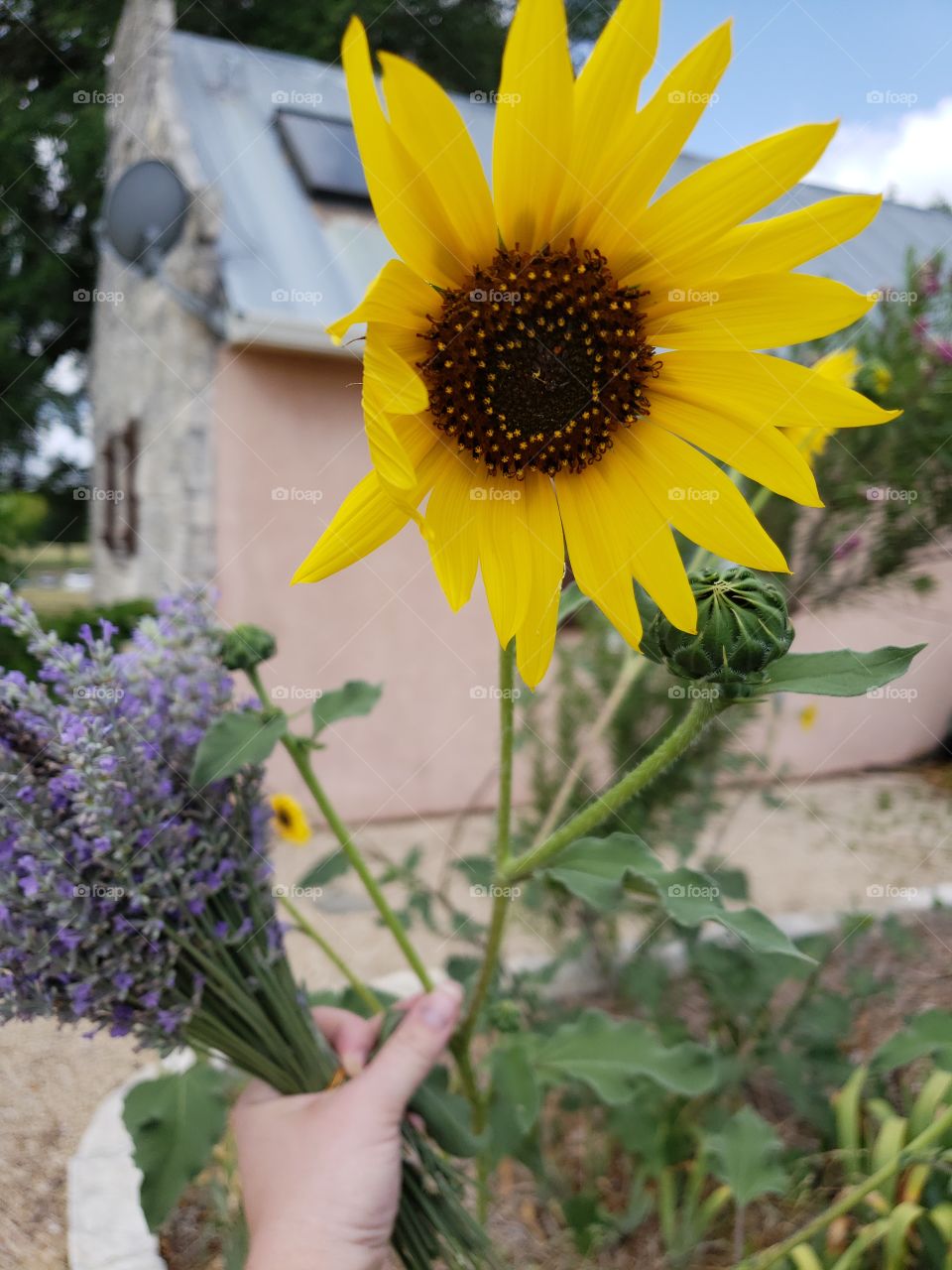Sunflower and someone holding a bunch of lavender