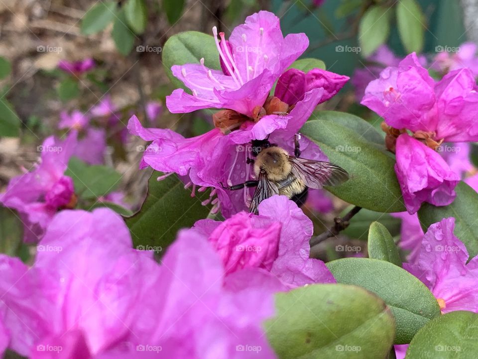 Bumblebee pollenating pink azalea 