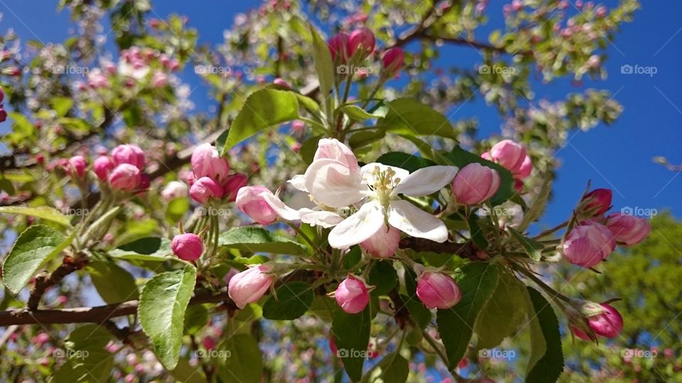 low angle view of apple blossom plant