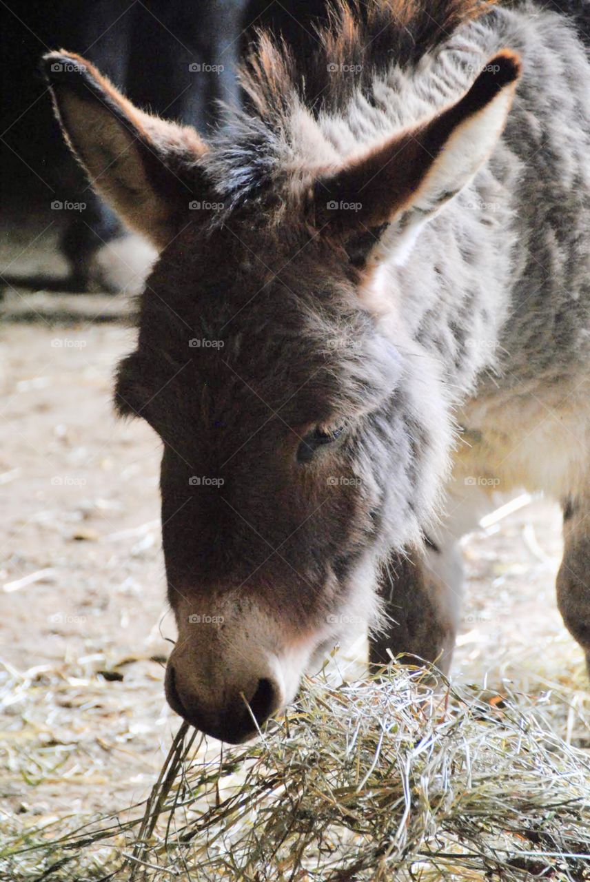 Jasper, the Darling Donkey
