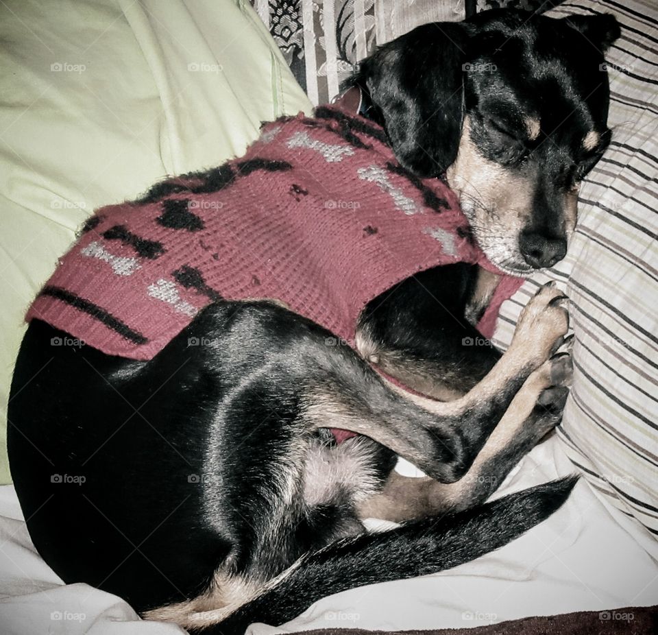 Sleeping Sweater Wearing Puppy "Sweet Dreams"