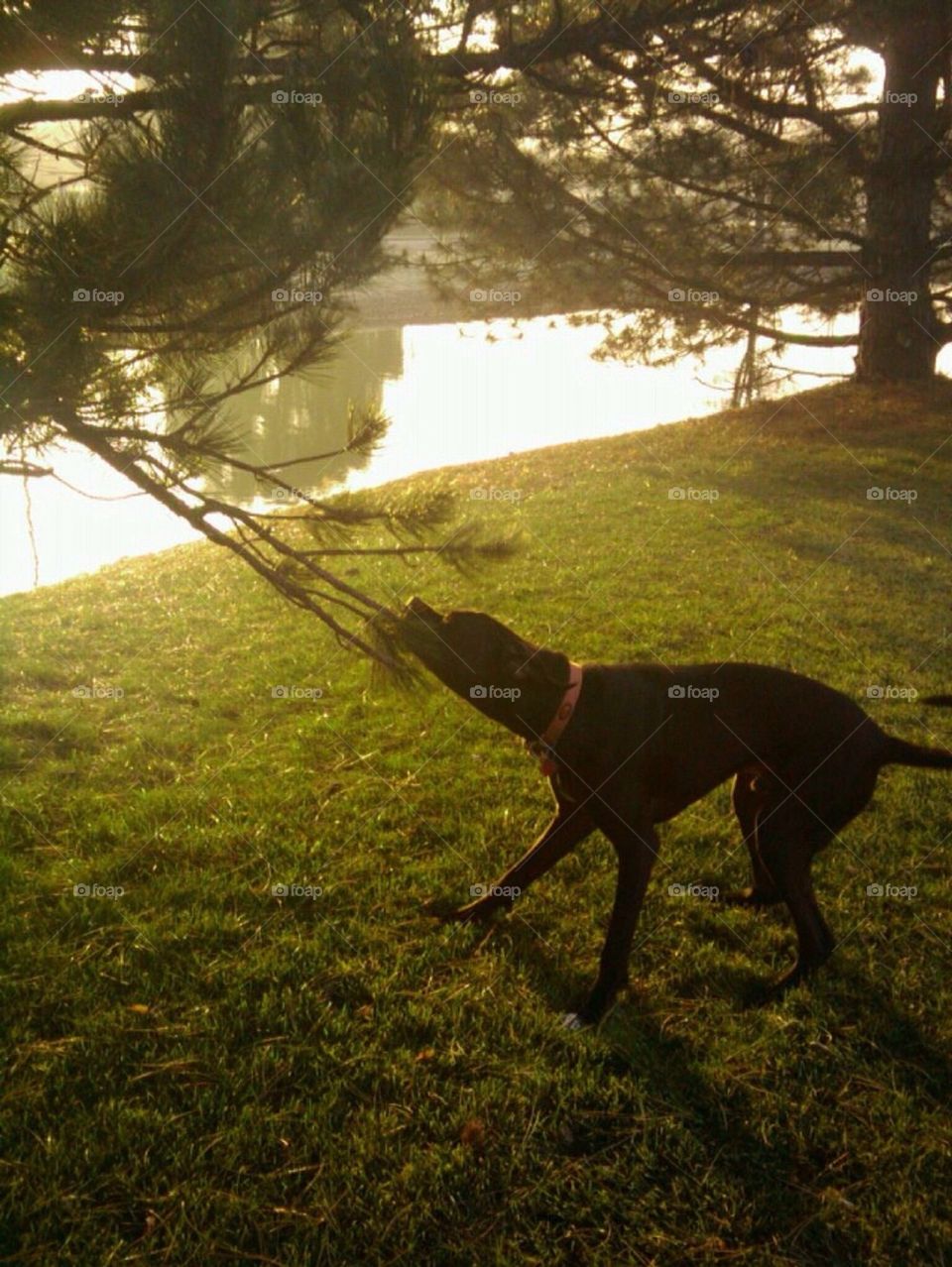 Playing Tug of War with a Branch