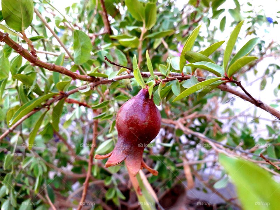 fruit hanging on tree