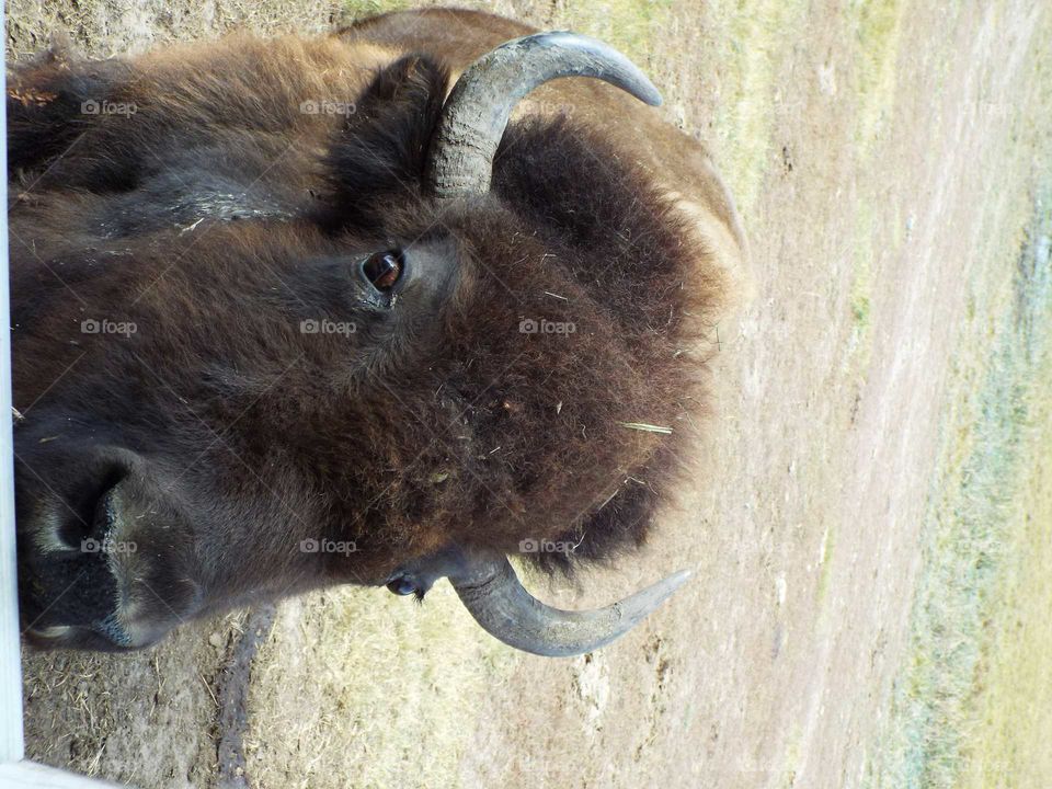 Buffalo