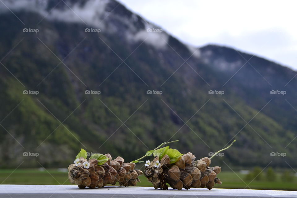 Close-up of pinecones with landscape in background