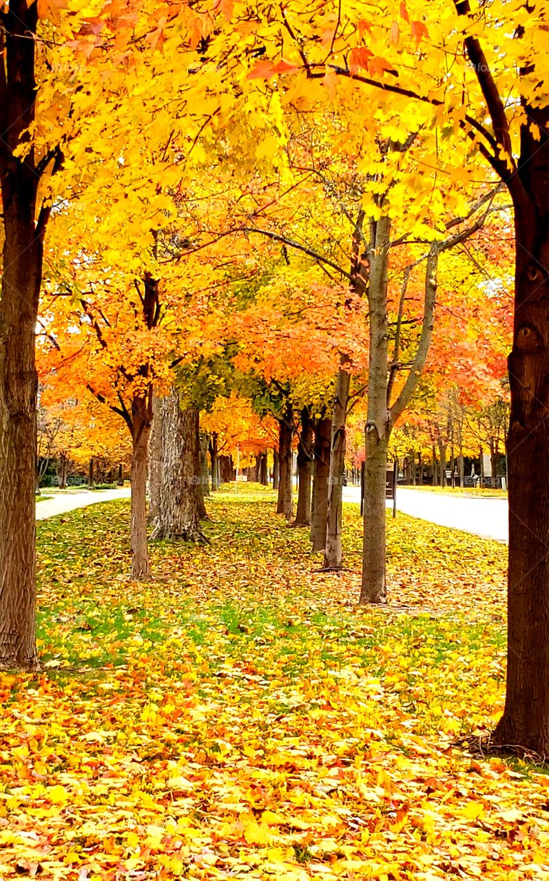 Fall Foliage at the University of Notre Dame