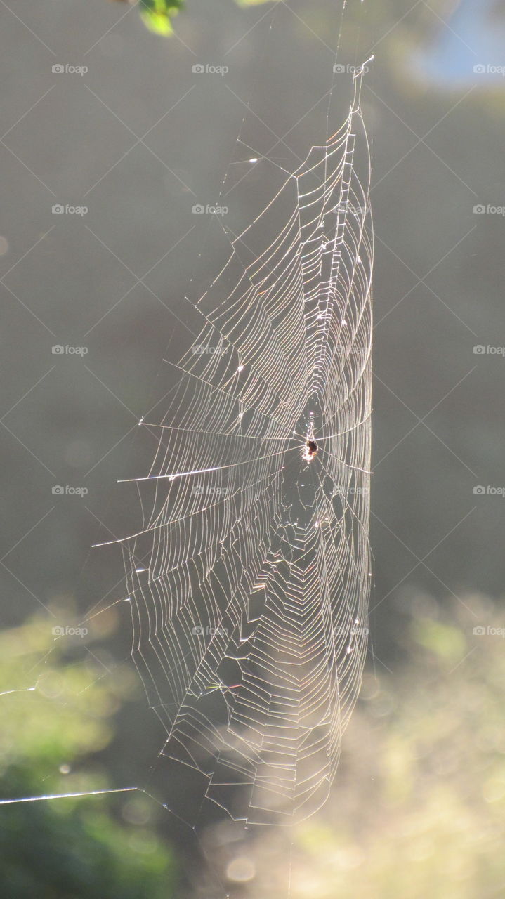 Spider, Spiderweb, Trap, Cobweb, Arachnid
