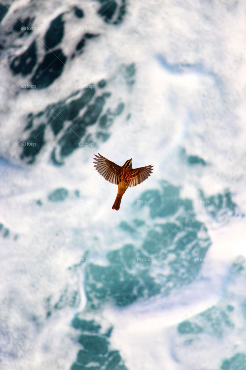 Bird Flying Alongside a Cruise Ship in the Atlantic Ocean