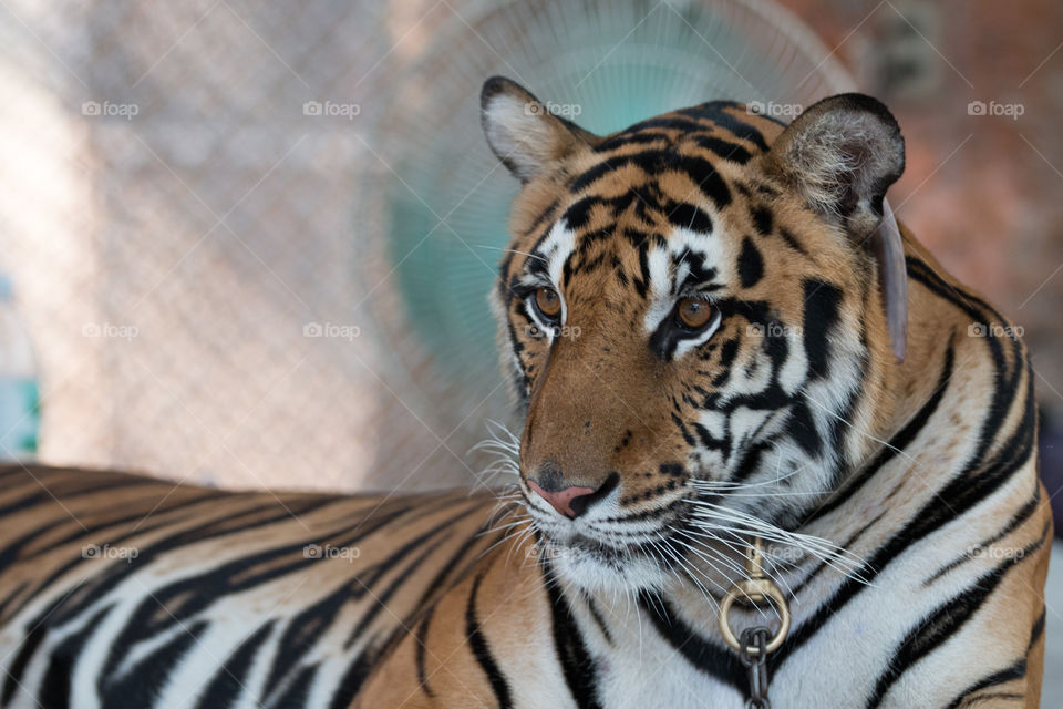 Tiger, Cat, Wildlife, Zoo, Stripe