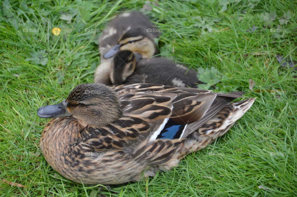Mother Duck And Ducklings