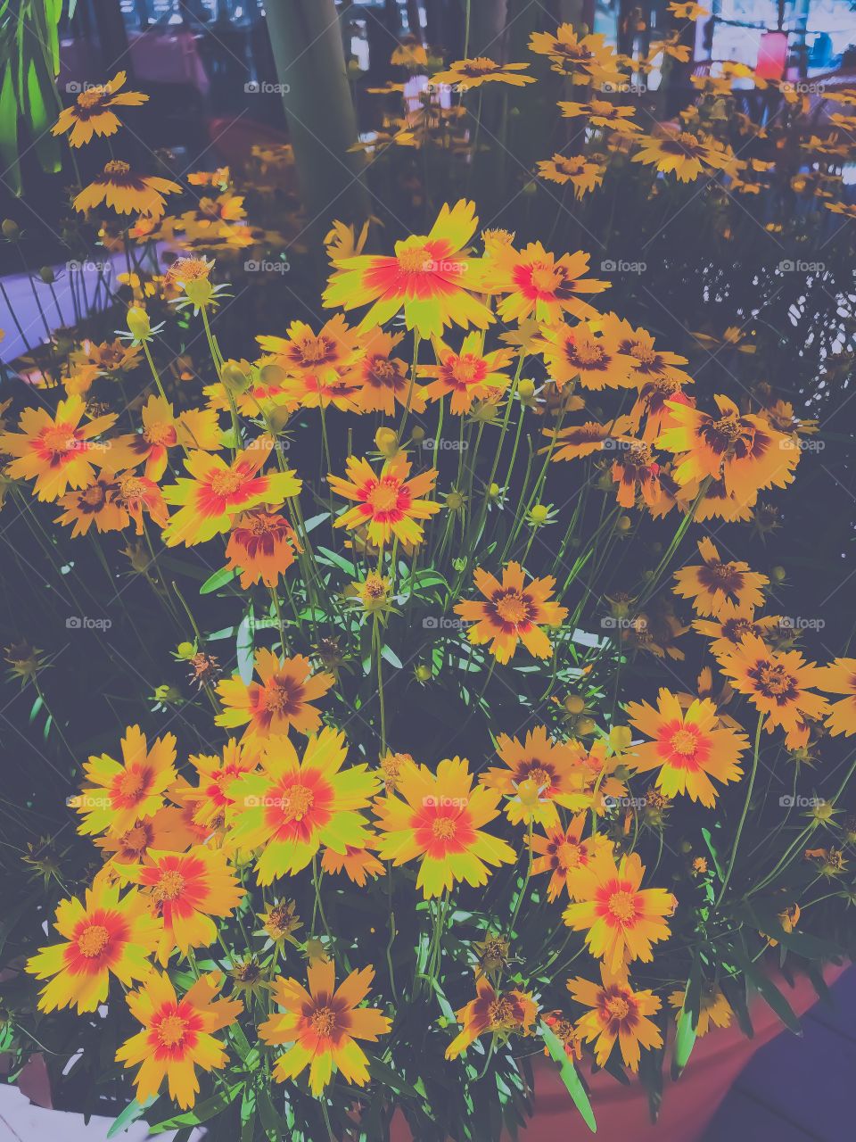 I love this edit of these gorgeous flowers 😌