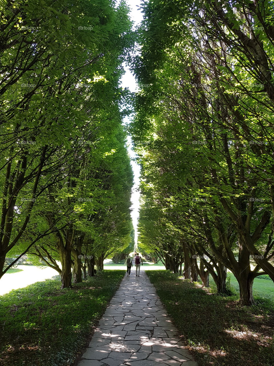 Beautiful alley