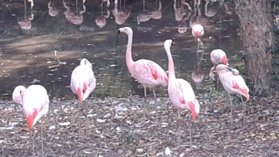 Flamingos. Flamingos, Louisville Zoo