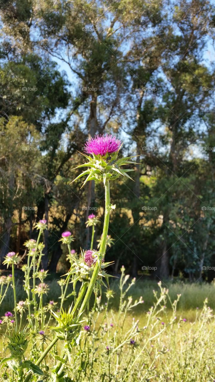 Thistle, weed with pink thorny flowers