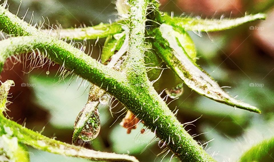tomato bright green stem and mirror water droplets
