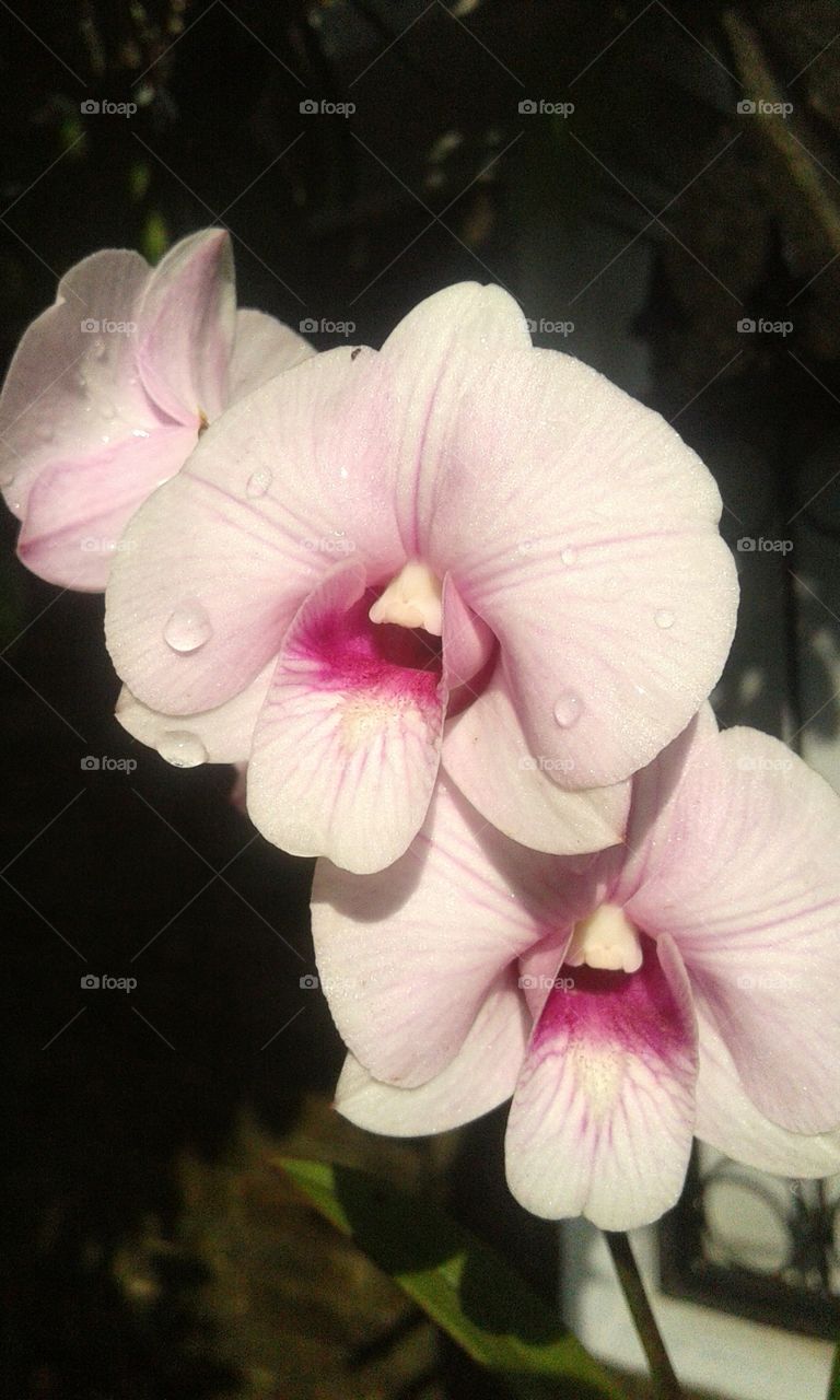 pink orchid