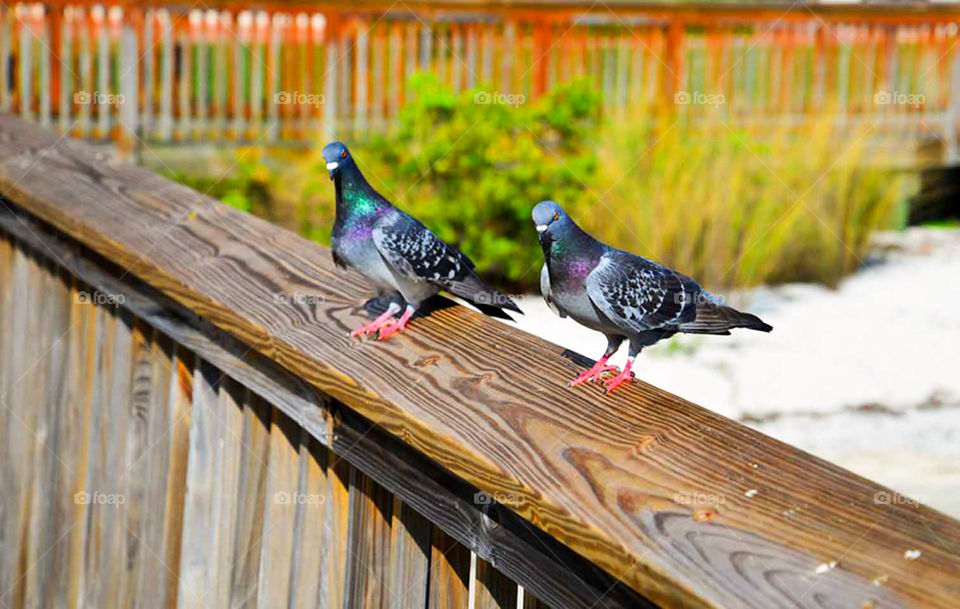 pidgeons. Two pidgeons rest on the fishing dock at Indian River Park near Jensen Beach Florida