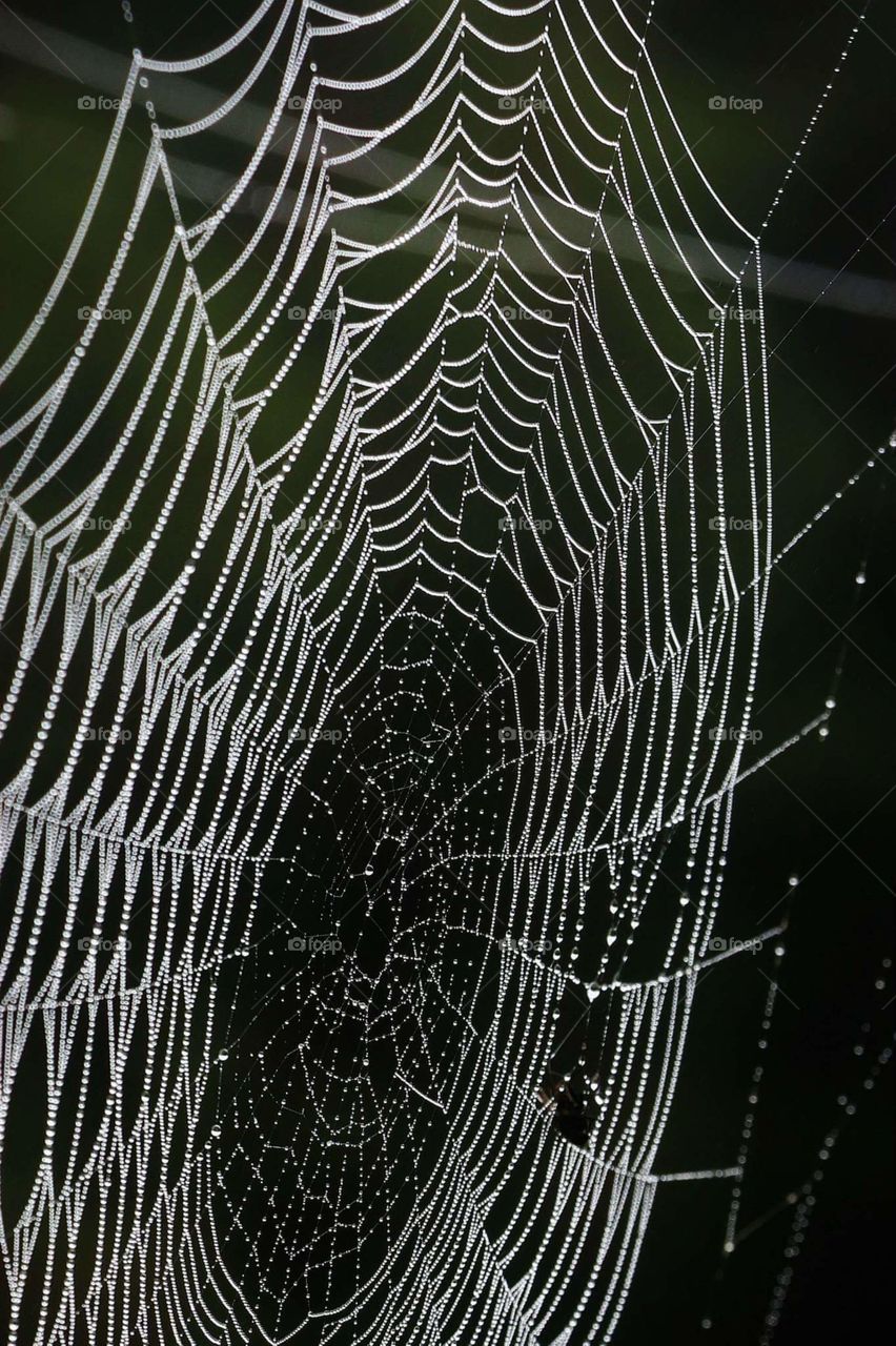 spiderweb