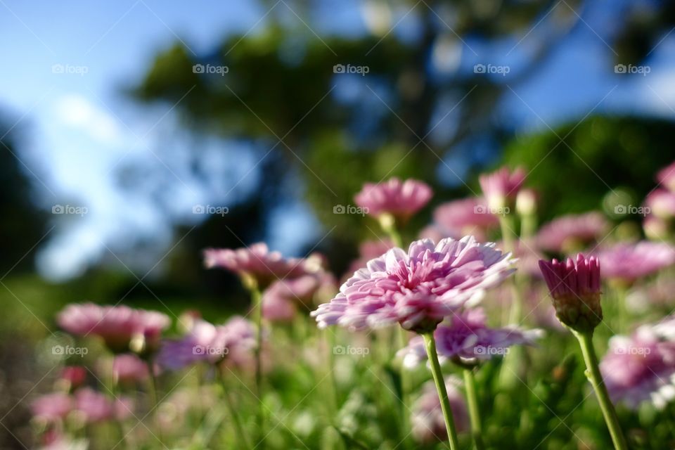 Pink flowers in the garden.