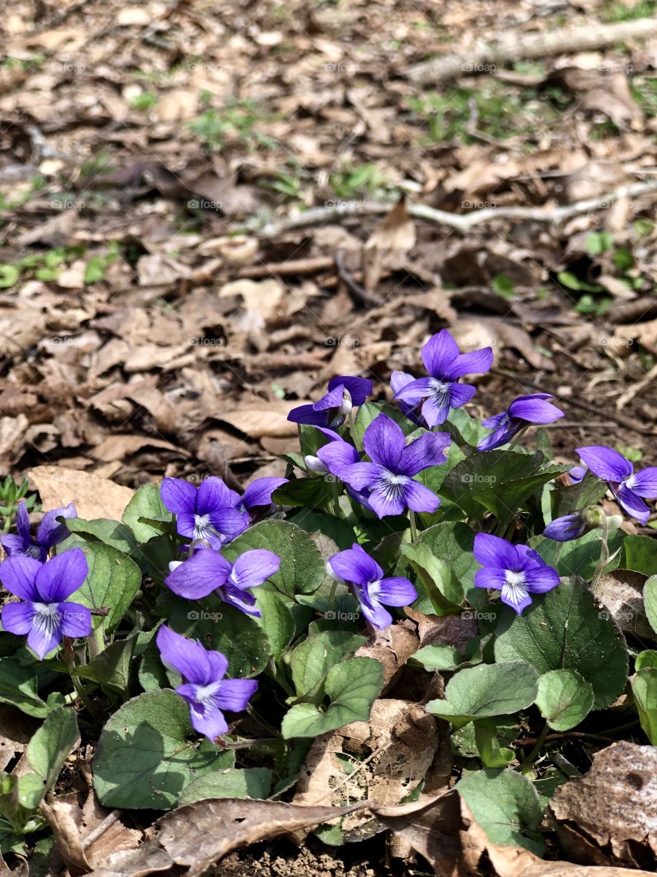 Purple wildflowers signal Spring 