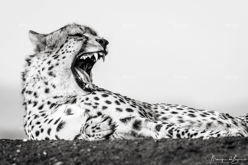 Cheetah in monochrome 