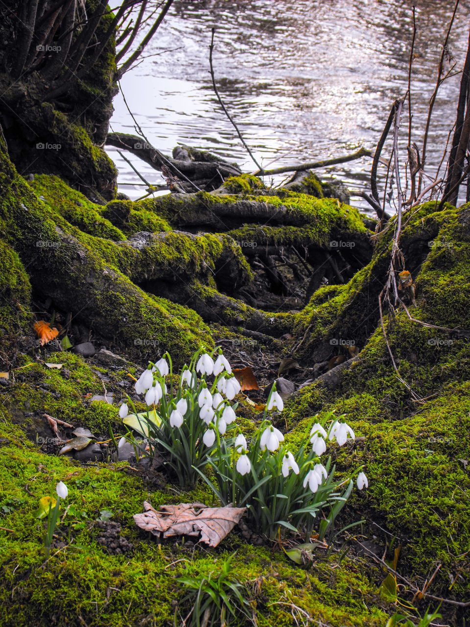Moss, roots, snowdrops