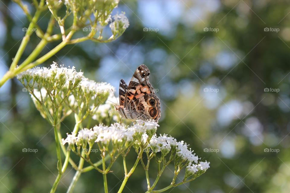 Beautiful butterfly