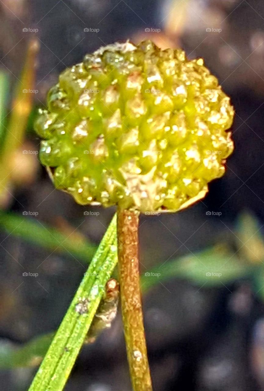 No Person, Nature, Leaf, Flora, Outdoors