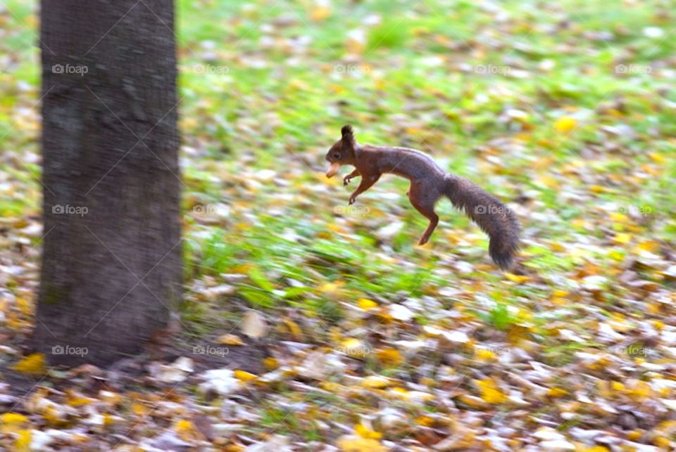 jump away with food 