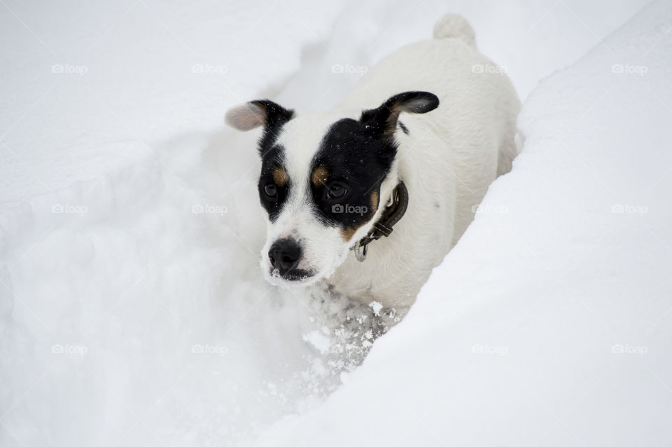 Cute Dog running through deep snow after snowstorm 