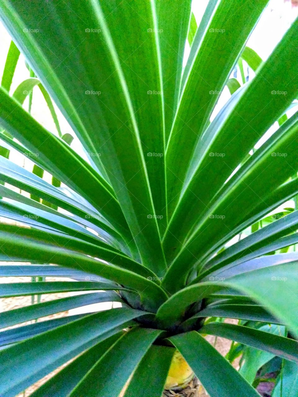 árbol de mi jardín