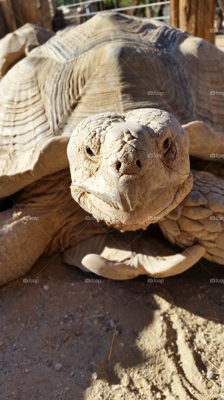 turtle in sunlight