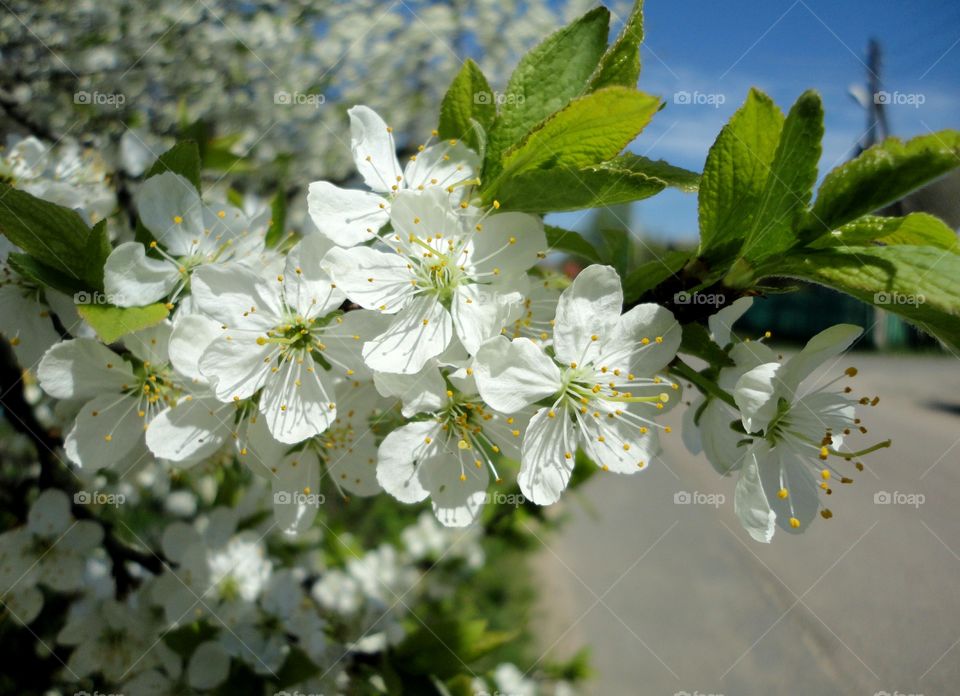 Flower, Nature, Cherry, Flora, Apple